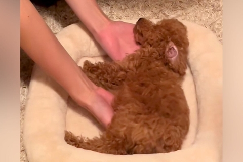 『危ない場所』で爆睡していた犬→起こさないよう移動させる光景があまりにも尊いと90万再生「ぬいぐるみ…？」「生きてるか心配なるｗ」と反響