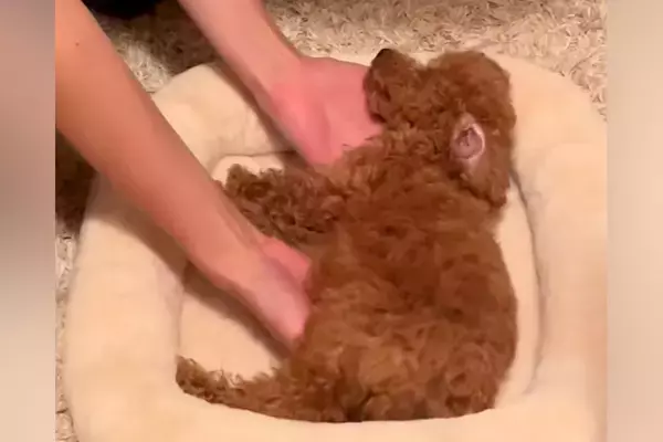 『危ない場所』で爆睡していた犬→起こさないよう移動させる光景があまりにも尊いと90万再生「ぬいぐるみ…？」「生きてるか心配なるｗ」と反響