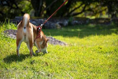 犬を退屈させない『5つの散歩方法』飽きずに満足させるために押さえておきたいポイントまで