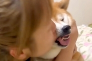 お姉ちゃんが柴犬に『チュー』をしまくった結果→わかりやす過ぎる『まさかの表情』が876万再生「面倒そうｗｗ」「めっちゃ嫌な顔で草」