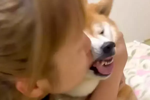 お姉ちゃんが柴犬に『チュー』をしまくった結果→わかりやす過ぎる『まさかの表情』が876万再生「面倒そうｗｗ」「めっちゃ嫌な顔で草」