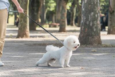 犬が散歩中に『他人を気にする』理由4つ　歩くのに集中させたい場合はどうしたらいいの？