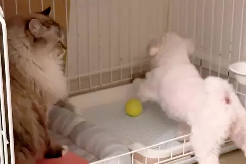 猫の近くに『犬のボールが転がってしまった』結果→返してもらおうとした、次の瞬間…『理不尽過ぎる光景』に反響「へっぴり腰で草」「猫様ｗ」