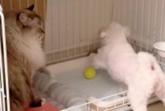 猫の近くに『犬のボールが転がってしまった』結果→返してもらおうとした、次の瞬間…『理不尽過ぎる光景』に反響「へっぴり腰で草」「猫様ｗ」