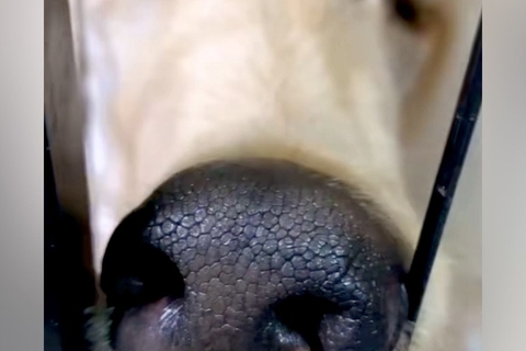 『美しく、高貴な犬』と言われるアフガンハウンド→実際に飼ってみると…想像を違いすぎる『衝撃の寝顔』が29万再生「白目で草」「爆笑ｗｗ」