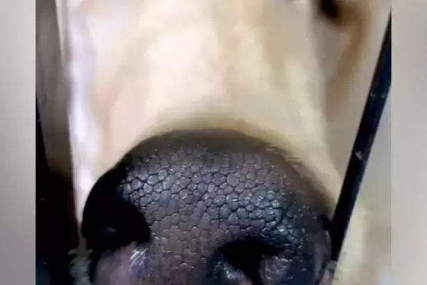 『美しく、高貴な犬』と言われるアフガンハウンド→実際に飼ってみると…想像を違いすぎる『衝撃の寝顔』が29万再生「白目で草」「爆笑ｗｗ」