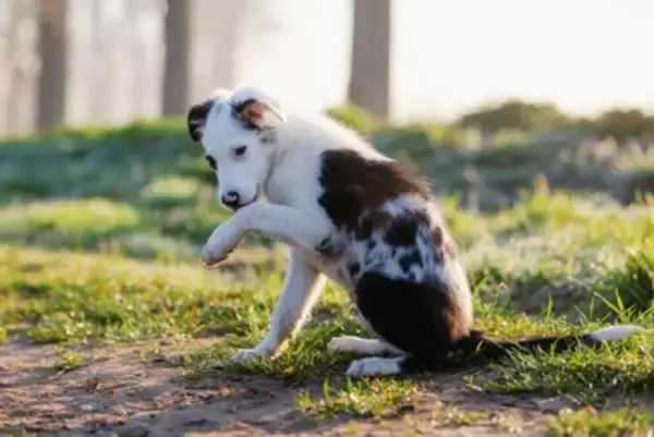 犬が『自分の足を噛んでしまう』3つの原因　早めの受診が必要なサインとは？