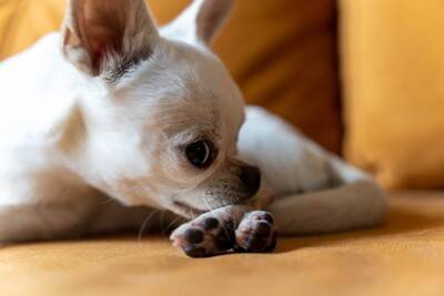 犬が『自分の足を噛んでしまう』3つの原因　早めの受診が必要なサインとは？