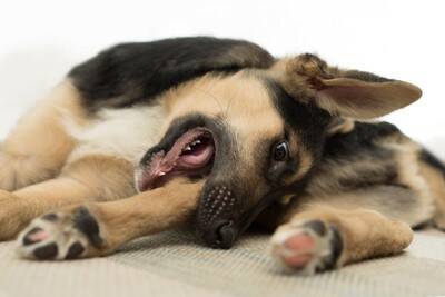 犬が『自分の足を噛んでしまう』3つの原因　早めの受診が必要なサインとは？