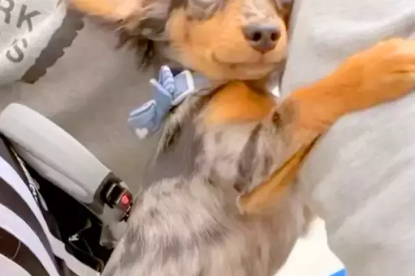 外で『大きなトラックが通った』結果→散歩中の子犬が怖がってしまい…思わず守りたくなる『行動と表情』が361万再生「天使」「母性本能が…」