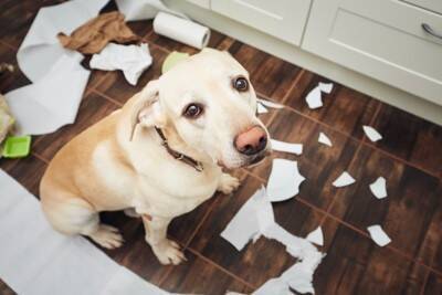 犬と両思いになるための『声のかけ方』5選　愛犬に好かれるための接し方や注意点まで解説