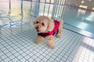 犬が生まれて初めて『プールに入った』結果→可愛すぎる反応と『まさかのハプニング』が10万再生「一生懸命で愛おしいｗ」「別犬になってて草」