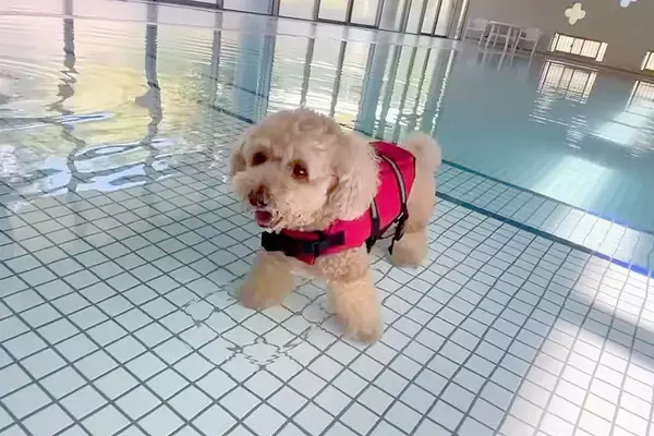犬が生まれて初めて『プールに入った』結果→可愛すぎる反応と『まさかのハプニング』が10万再生「一生懸命で愛おしいｗ」「別犬になってて草」