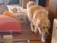 『カルガモの親子…？』母犬のうしろを一生懸命ついていく赤ちゃん犬たち→あまりにも可愛い光景が88万再生「お母さん大変ｗ」「なんて尊いの」