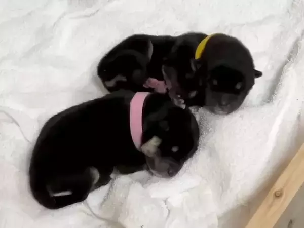 『生後１日』の赤ちゃん犬とママ犬→育児の様子を観察してみると…母性を感じる『尊い光景』が10万再生「テキパキお母ちゃん」「癒される」