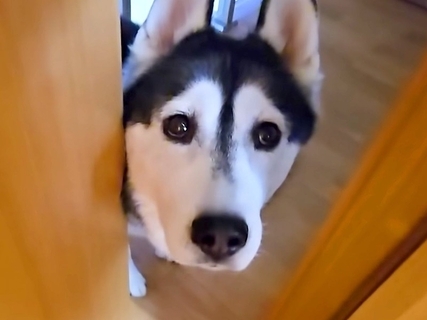 仕事中に大型犬が『ピンチです、来てください』と呼びに来たのでついて行くと…2匹の猫がしていた『謎行動』が11万再生「なんでそうなったｗ」