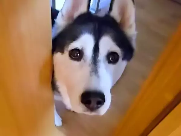 仕事中に大型犬が『ピンチです、来てください』と呼びに来たのでついて行くと…2匹の猫がしていた『謎行動』が11万再生「なんでそうなったｗ」