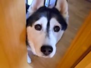 仕事中に大型犬が『ピンチです、来てください』と呼びに来たのでついて行くと…2匹の猫がしていた『謎行動』が11万再生「なんでそうなったｗ」