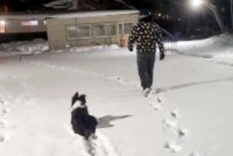 雪の中で『マテ』をする犬→飼い主が背を向けて歩き出したら…まさかの『だるまさんが転んだ』のような光景が話題に「何回みても可愛いｗ」
