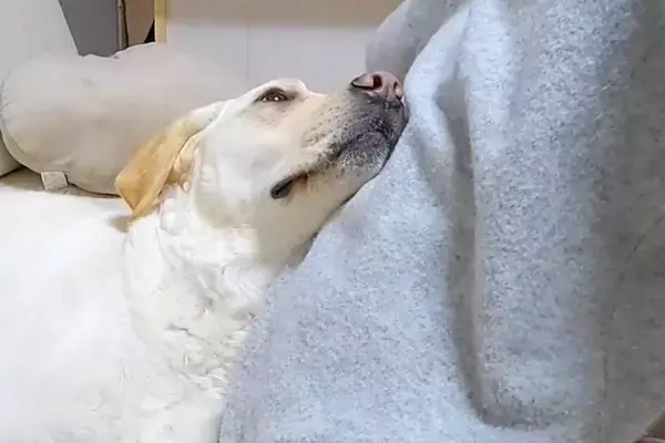 ママにベッタリな大型犬→なぜかパパが家にいる時だけ…あからさますぎる『態度の違い』に反響「パパ切ないｗｗ」「甘えっぷりが小悪魔すぎる」