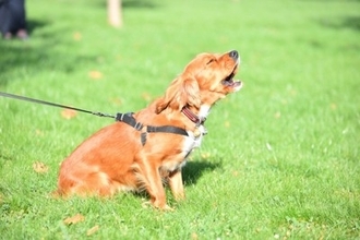 犬の飼い主による『マナー違反』7選　他人に迷惑をかける危険行為や必ず守るべきルールまで