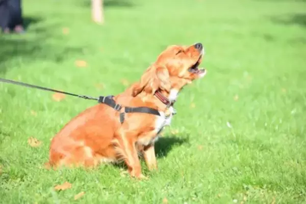 犬の飼い主による『マナー違反』7選　他人に迷惑をかける危険行為や必ず守るべきルールまで