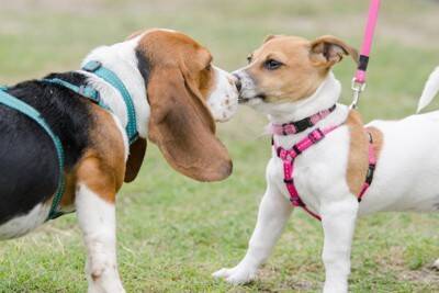 犬の飼い主による『マナー違反』7選　他人に迷惑をかける危険行為や必ず守るべきルールまで