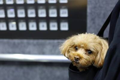 犬の飼い主による『マナー違反』7選　他人に迷惑をかける危険行為や必ず守るべきルールまで