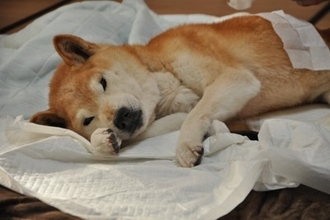 老犬が深夜に徘徊してしまう理由とは？部屋をウロウロと歩き回るのはなぜ？対処法まで