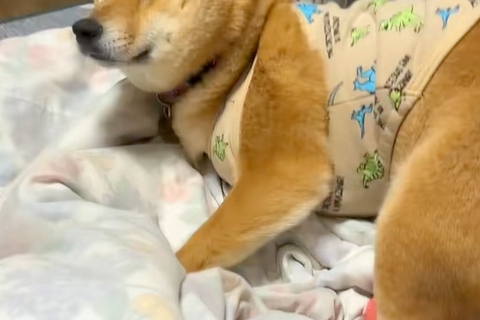どうしても『人間のお布団』で寝たい犬→『ハウス』と言ってみたら…あからさまに『困り果てた表情』が22万再生「眉毛がｗ」「目で訴えてる」