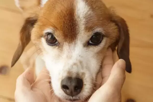 犬にしつけの方法として息を吹きかけるのは嫌悪刺激として機能する罰になる！罰する方法はNG行為
