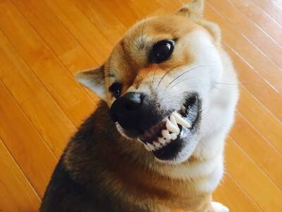 犬にしつけの方法として息を吹きかけるのは嫌悪刺激として機能する罰になる！罰する方法はNG行為