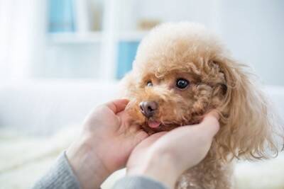 犬にしつけの方法として息を吹きかけるのは嫌悪刺激として機能する罰になる！罰する方法はNG行為
