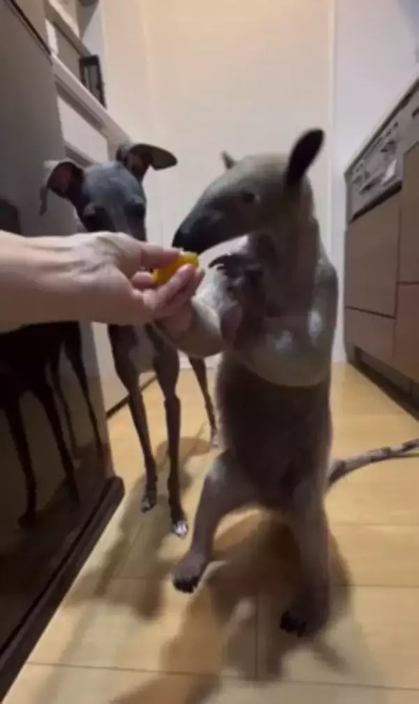 コアリクイが果物を食べていたら…犬が横取りしようとする光景に37万再生の反響「可愛すぎるｗ」「鬱陶しそうにするの草」と話題に