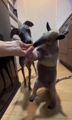 コアリクイが果物を食べていたら…犬が横取りしようとする光景に37万再生の反響「可愛すぎるｗ」「鬱陶しそうにするの草」と話題に