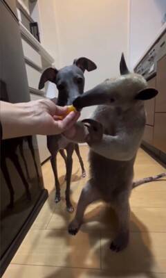 コアリクイが果物を食べていたら…犬が横取りしようとする光景に37万再生の反響「可愛すぎるｗ」「鬱陶しそうにするの草」と話題に