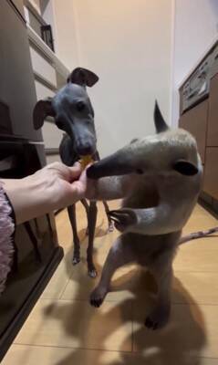 コアリクイが果物を食べていたら…犬が横取りしようとする光景に37万再生の反響「可愛すぎるｗ」「鬱陶しそうにするの草」と話題に