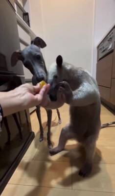 コアリクイが果物を食べていたら…犬が横取りしようとする光景に37万再生の反響「可愛すぎるｗ」「鬱陶しそうにするの草」と話題に