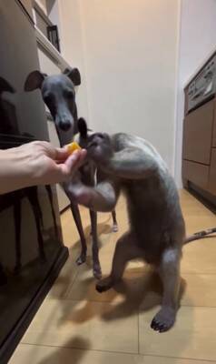 コアリクイが果物を食べていたら…犬が横取りしようとする光景に37万再生の反響「可愛すぎるｗ」「鬱陶しそうにするの草」と話題に