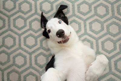 犬を『幸せにできる人』の共通点4選　主な特徴や愛犬にとっての幸福とは？