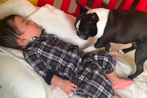 『一緒に寝たくて…でも起こしたくもなくて…』赤ちゃんと寝たい犬→ベッドで見せた『優しすぎる行動』が話題「なんて愛おしい」「思いやり」