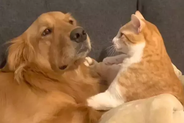 猫パンチされる大型犬→まるで『芸人のツッコミのような状況』が45万再生「トムブラウン忠実に再現されてるｗｗ」「M-1出れるｗ」と爆笑続々