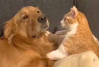 猫パンチされる大型犬→まるで『芸人のツッコミのような状況』が45万再生「トムブラウン忠実に再現されてるｗｗ」「M-1出れるｗ」と爆笑続々