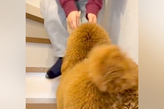 『階段が登れない』とアピールする犬→抱っこをおねだりしてきて…『まるで赤ちゃんのような行動』が話題「飛び乗りあんよが可愛すぎる」