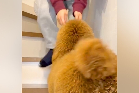 『階段が登れない』とアピールする犬→抱っこをおねだりしてきて…『まるで赤ちゃんのような行動』が話題「飛び乗りあんよが可愛すぎる」