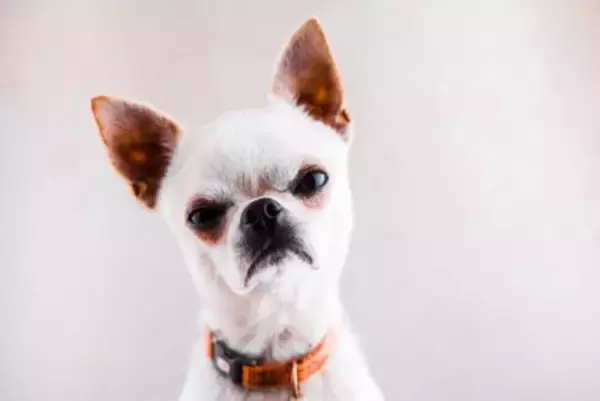 犬が『洋服を嫌がる』理由5つ　どうしても着せなければならない場合の解決策まで