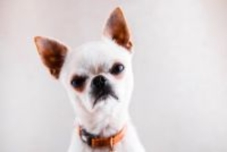 犬が『洋服を嫌がる』理由5つ　どうしても着せなければならない場合の解決策まで