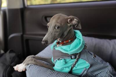 犬が『洋服を嫌がる』理由5つ　どうしても着せなければならない場合の解決策まで