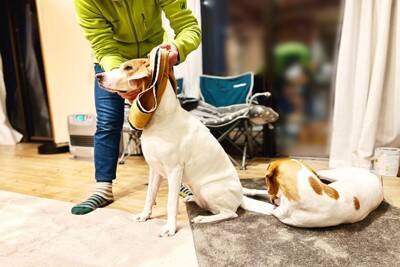 犬が『洋服を嫌がる』理由5つ　どうしても着せなければならない場合の解決策まで