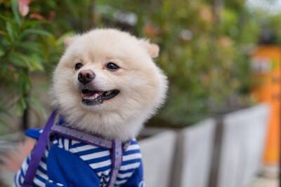 犬が『洋服を嫌がる』理由5つ　どうしても着せなければならない場合の解決策まで